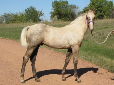 Timon Drift JW <BR>AQHA 5819950